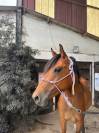 Malo - Hongre - 3ans 