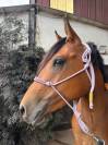 Malo - Hongre - 3ans 
