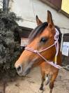 Malo - Hongre - 3ans 