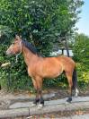 Malo - Hongre - 3ans 