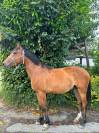 Malo - Hongre - 3ans 