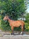 Malo - Hongre - 3ans 