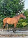 Malo - Hongre - 3ans 