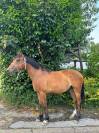 Malo - Hongre - 3ans 