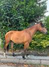 Malo - Hongre - 3ans 