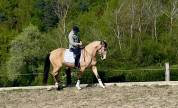jument pure race lusitanienne 
