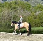 jument pure race lusitanienne 