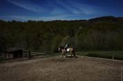 jument pure race lusitanienne 