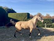 jument pure race lusitanienne 