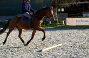 Yegua KWPN Caballo de Deporte Neerlandés En venta 2021 Bayo por MANDEN I SONDERBYGAARD