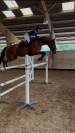 Top jument Zangersheide à vendre