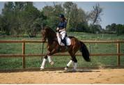 Yegua KWPN Caballo de Deporte Neerlandés En venta 2019 Bayo moreno