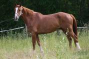 Hongre 6 ans sf 1m68