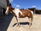 Caballo castrado Paint Horse En venta 2011 Tobiano por SKIPS STEADY JOE (DE)