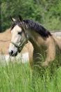 Hongre Isabelle 5 ans 