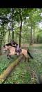 Hongre Isabelle 5 ans 