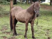 PONEY CURLY