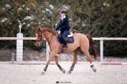 À VENDRE : Cheval de qualité de 12ans