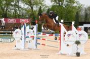 À VENDRE : Cheval de qualité de 12ans