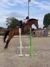JUMENT CSO 12 ans a vendre 
