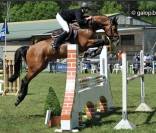 JUMENT CSO 12 ans a vendre 