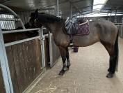 JUMENT CSO 12 ans a vendre 