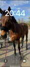 JUMENT CSO 12 ans a vendre 