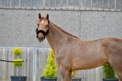 AMARETTO VAN DE ZUUTHOEVE