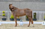 AMARETTO VAN DE ZUUTHOEVE