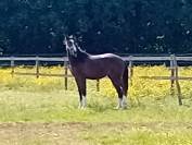 Poulain de 18 Mois SF bonne origine