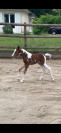 Ponette B pie aux yeux bleus