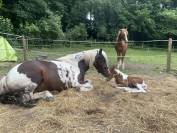 Ponette B pie aux yeux bleus