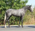 Hongre Gris 4 ans par Cornet Obolensky et Balougran Z