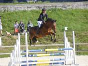 Hongre 5ans sport