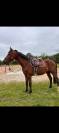 Hongre 5ans sport