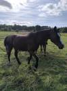 Jument KWPN dressage