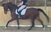 Jument KWPN dressage