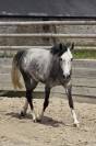 Poney sport 5ans pfs 