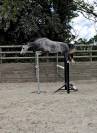 Poney sport 5ans pfs 