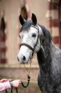 Poney sport 5ans pfs 