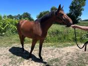 Hongre gentil 10ans polyvalent 