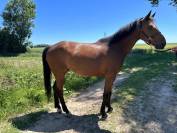 Hongre gentil 10ans polyvalent 