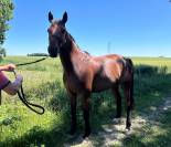 Hongre gentil 10ans polyvalent 