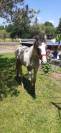 Hiawatha Las Benex Z poulain CSO pie