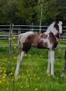 Hiawatha Las Benex Z poulain CSO pie