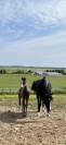 Poulains/pouliches welsh b/wpb PP