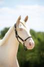 Caballo castrado BWP Caballo de Sangre Belga En venta 2022 Cremello por FAMOUS BOY HB