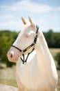 Caballo castrado BWP Caballo de Sangre Belga En venta 2022 Cremello por FAMOUS BOY HB