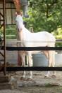 Caballo castrado BWP Caballo de Sangre Belga En venta 2022 Cremello por FAMOUS BOY HB