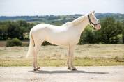 Caballo castrado BWP Caballo de Sangre Belga En venta 2022 Cremello por FAMOUS BOY HB